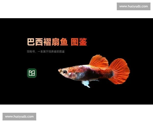 聚焦孔雀鱼比赛展现观赏鱼育种竞技与美学魅力新风潮全球盛会亮点