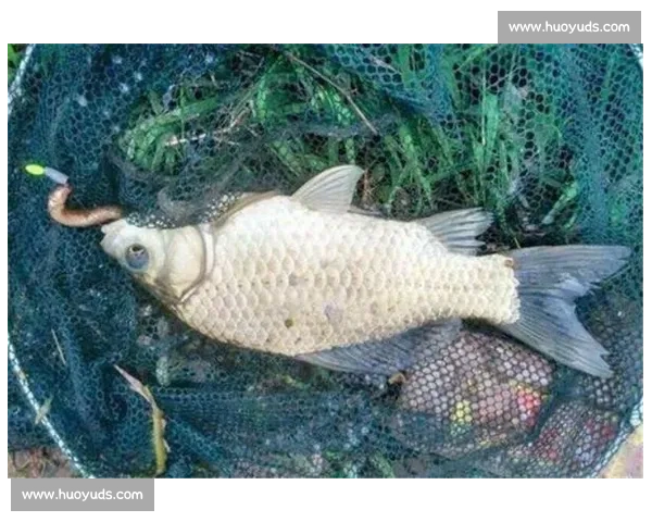 鲫鱼比赛魅力全解析 如何提升鲫鱼竞赛技巧与战术 鲫鱼比赛魅力全解析 如何提升鲫鱼竞赛技巧与战术